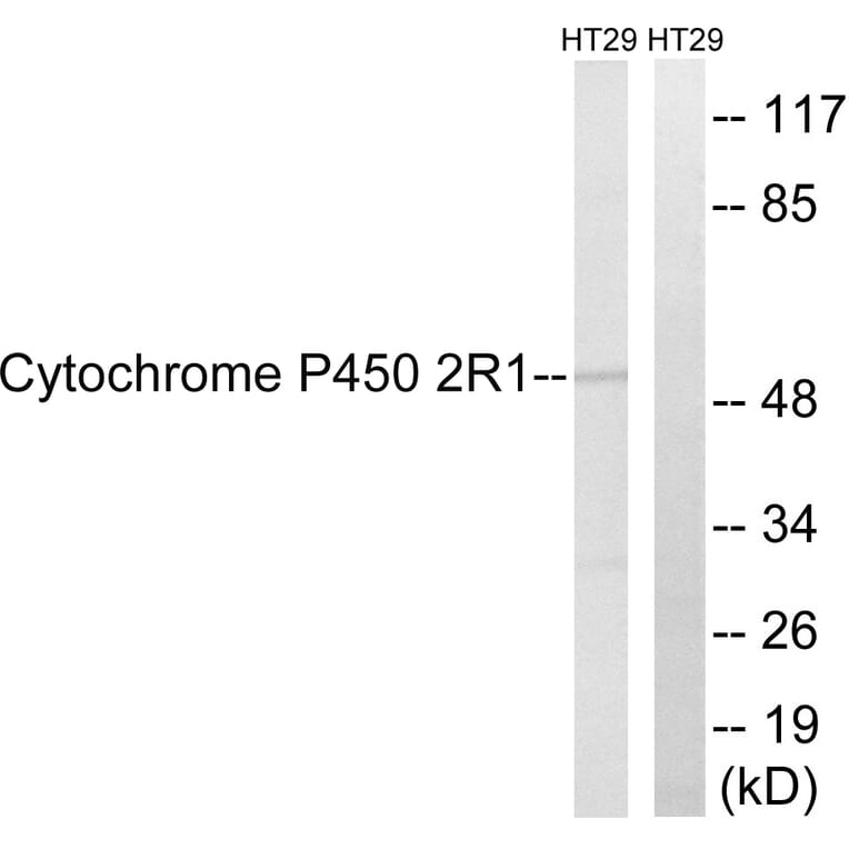 Western Blot - Anti-Cytochrome P450 2R1 Antibody (C12270) - Antibodies.com