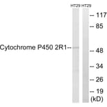 Western Blot - Anti-Cytochrome P450 2R1 Antibody (C12270) - Antibodies.com