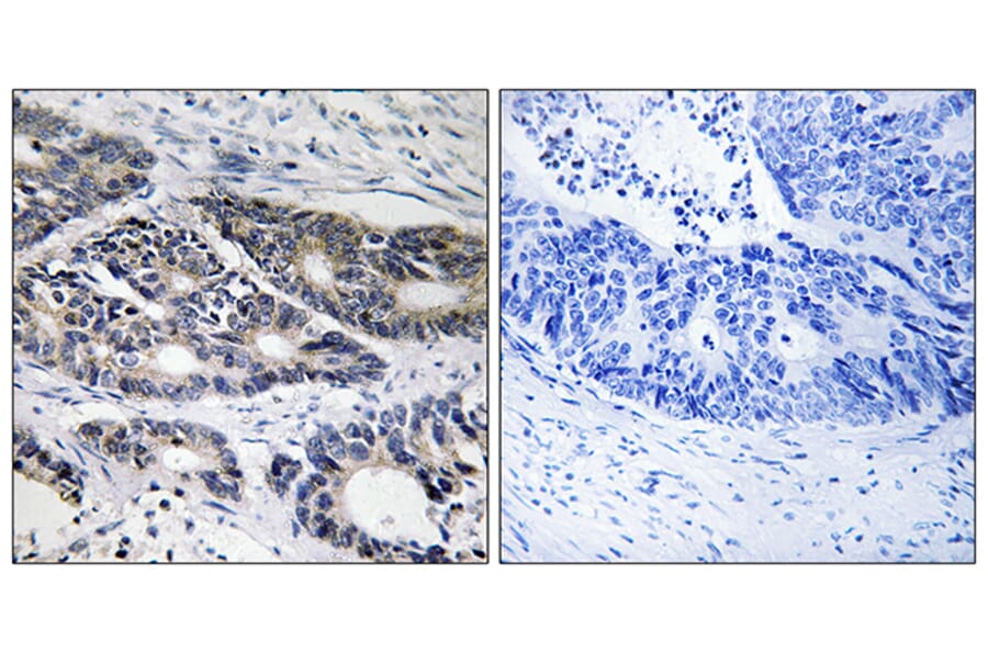 Immunohistochemistry - Anti-Cytochrome P450 2R1 Antibody (C12270) - Antibodies.com