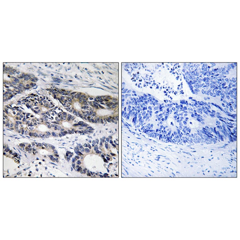 Immunohistochemistry - Anti-Cytochrome P450 2R1 Antibody (C12270) - Antibodies.com