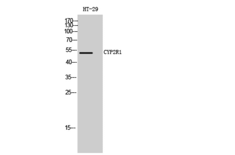 Western Blot - Anti-Cytochrome P450 2R1 Antibody (C12270) - Antibodies.com