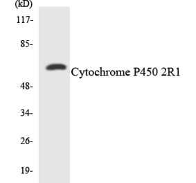 Western Blot - Anti-Cytochrome P450 2R1 Antibody (R12-2680) - Antibodies.com