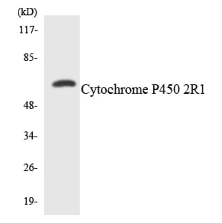 Western Blot - Anti-Cytochrome P450 2R1 Antibody (R12-2680) - Antibodies.com