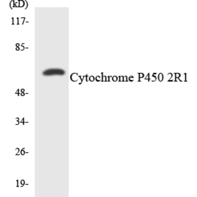 Western Blot - Anti-Cytochrome P450 2R1 Antibody (R12-2680) - Antibodies.com