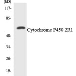 Western Blot - Anti-Cytochrome P450 2R1 Antibody (R12-2680) - Antibodies.com