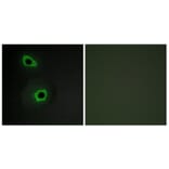 Immunofluorescence - Anti-Collagen VII alpha1 Antibody (C12207) - Antibodies.com