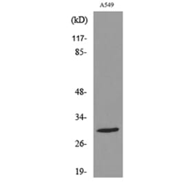 Western Blot - Anti-ATF5 (acetyl Lys29) Antibody (D12049) - Antibodies.com
