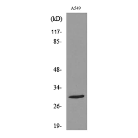 Western Blot - Anti-ATF5 (acetyl Lys29) Antibody (D12049) - Antibodies.com
