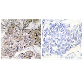 Immunohistochemistry - Anti-COX7S + COX7A2 Antibody (C12243) - Antibodies.com