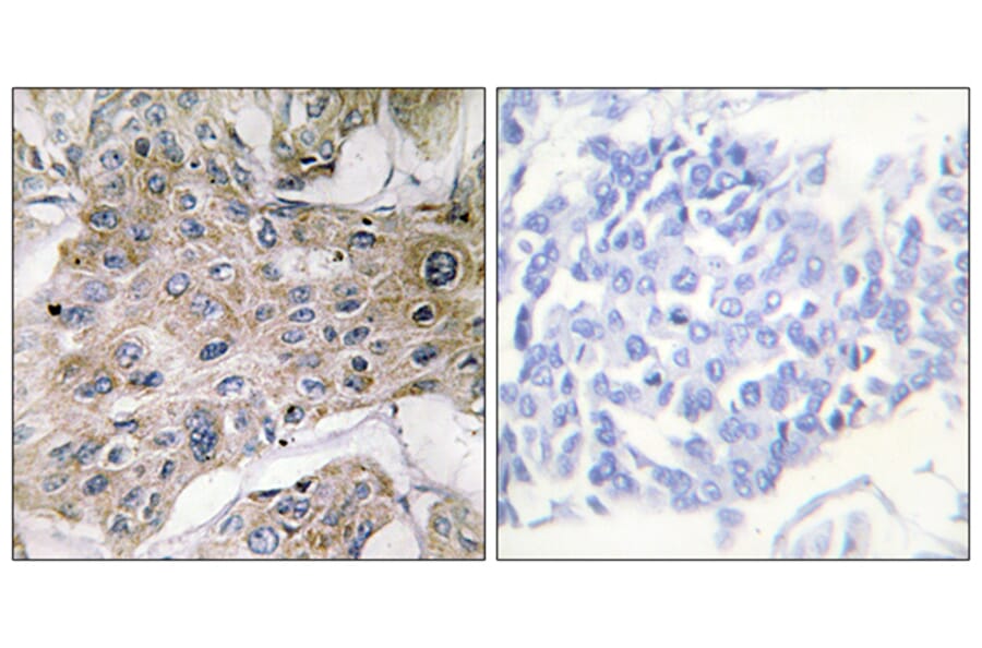 Immunohistochemistry - Anti-COX7S + COX7A2 Antibody (C12243) - Antibodies.com