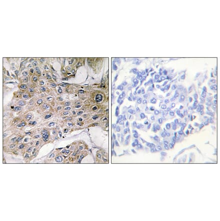 Immunohistochemistry - Anti-COX7S + COX7A2 Antibody (C12243) - Antibodies.com