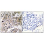 Immunohistochemistry - Anti-COX7S + COX7A2 Antibody (C12243) - Antibodies.com