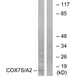 Western Blot - Anti-COX7S + COX7A2 Antibody (C12243) - Antibodies.com