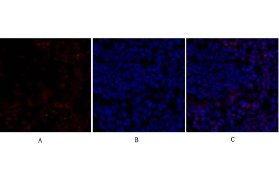 Immunofluorescence - Anti-Retinoblastoma Antibody (B7208) - Antibodies.com
