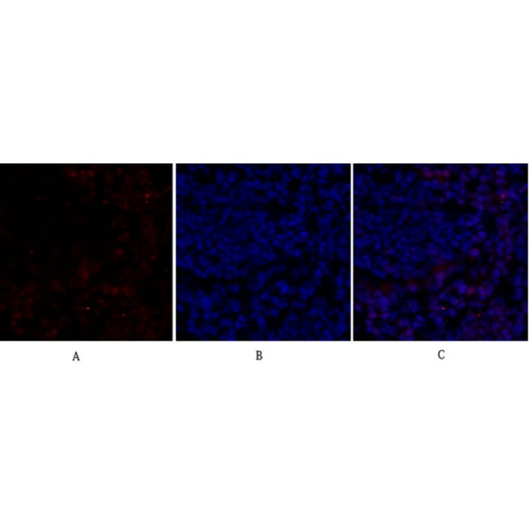 Immunofluorescence - Anti-Retinoblastoma Antibody (B7208) - Antibodies.com