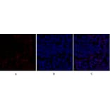 Immunofluorescence - Anti-Retinoblastoma Antibody (B7208) - Antibodies.com