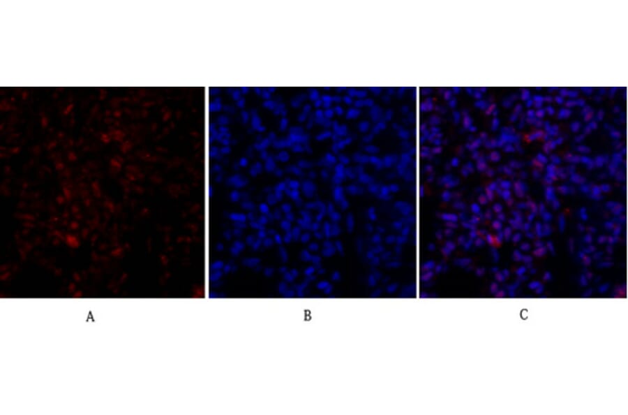 Immunofluorescence - Anti-Retinoblastoma Antibody (B7208) - Antibodies.com