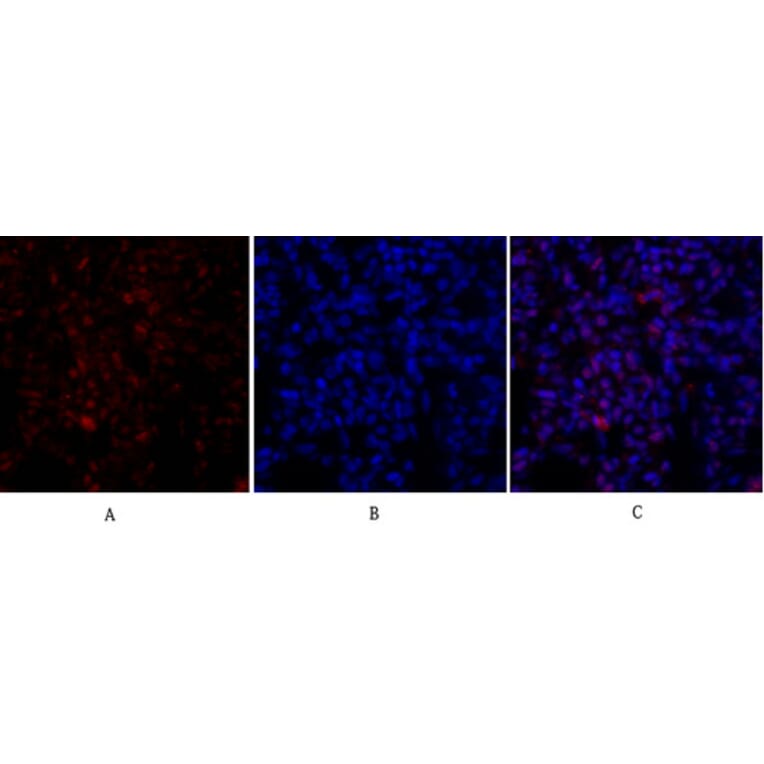 Immunofluorescence - Anti-Retinoblastoma Antibody (B7208) - Antibodies.com