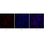 Immunofluorescence - Anti-Retinoblastoma Antibody (B7208) - Antibodies.com