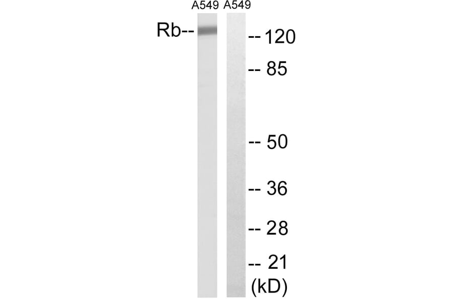 Western Blot - Anti-Retinoblastoma Antibody (B8057) - Antibodies.com