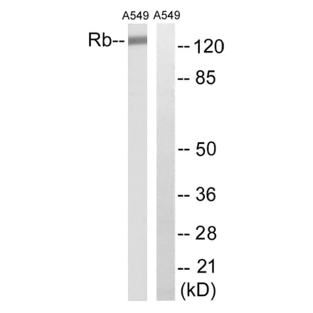 Western Blot - Anti-Retinoblastoma Antibody (B8057) - Antibodies.com