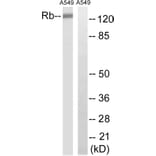 Western Blot - Anti-Retinoblastoma Antibody (B8057) - Antibodies.com