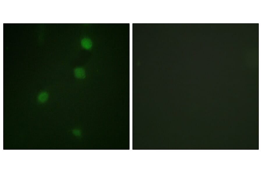 Immunofluorescence - Anti-Retinoblastoma Antibody (B0811) - Antibodies.com