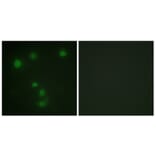 Immunofluorescence - Anti-Retinoblastoma Antibody (B0984) - Antibodies.com