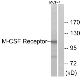 Western Blot - Anti-M-CSF Receptor Antibody (B0679) - Antibodies.com