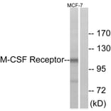 Western Blot - Anti-M-CSF Receptor Antibody (B0679) - Antibodies.com