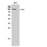 Western Blot - Anti-M-CSF Receptor Antibody (B0679) - Antibodies.com