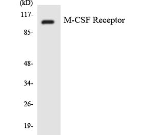 Western Blot - Anti-M-CSF Receptor Antibody (R12-3009) - Antibodies.com