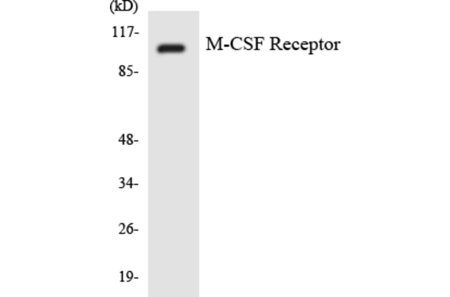 Western Blot - Anti-M-CSF Receptor Antibody (R12-3009) - Antibodies.com