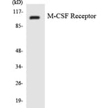 Western Blot - Anti-M-CSF Receptor Antibody (R12-3009) - Antibodies.com