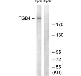 Western Blot - Anti-Integrin beta4 Antibody (B1078) - Antibodies.com