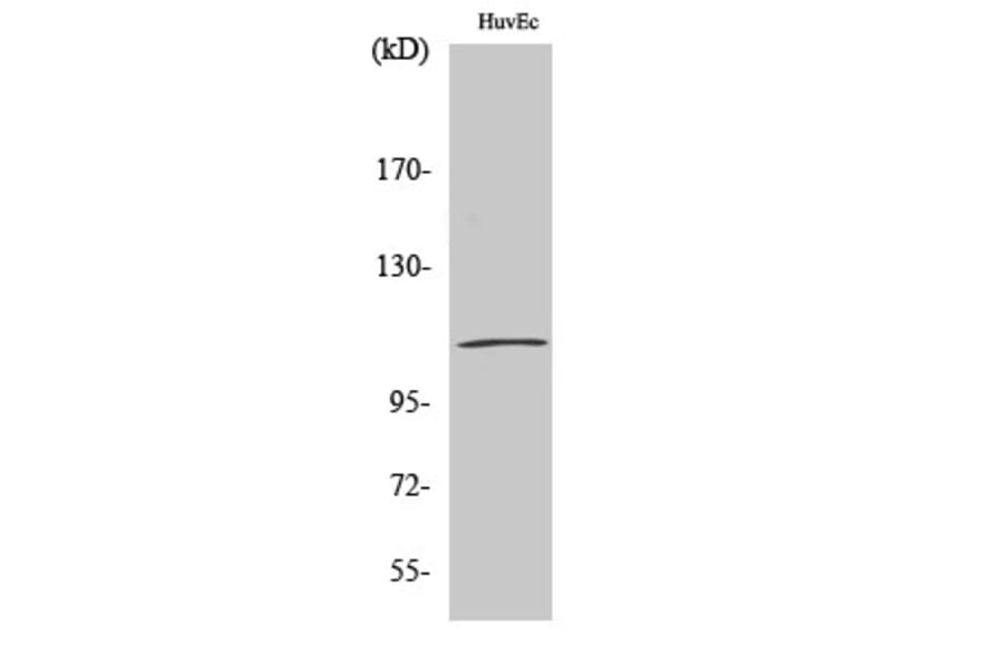 Western Blot - Anti-Catenin-delta1 Antibody (B0891) - Antibodies.com
