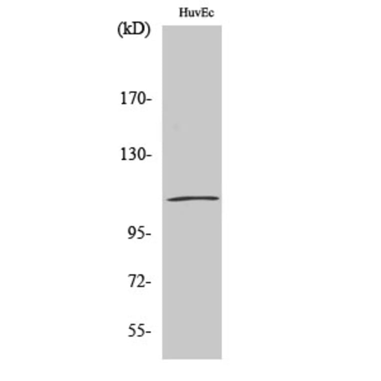 Western Blot - Anti-Catenin-delta1 Antibody (B0891) - Antibodies.com
