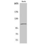 Western Blot - Anti-Catenin-delta1 Antibody (B0891) - Antibodies.com