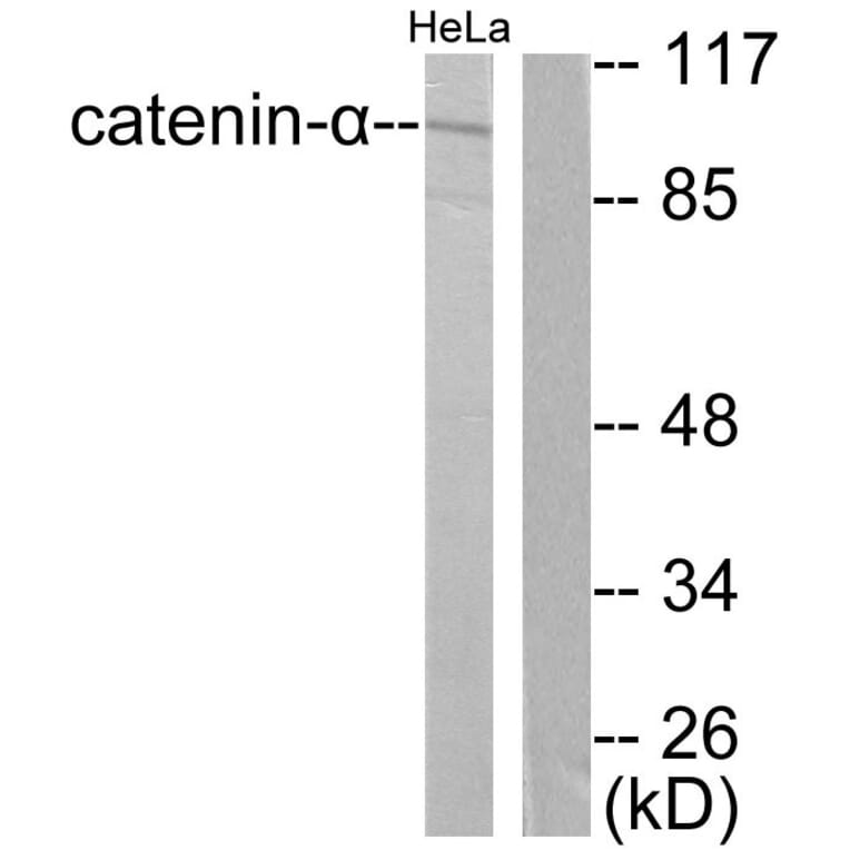 Western Blot - Anti-Catenin-alpha1 Antibody (C0137) - Antibodies.com