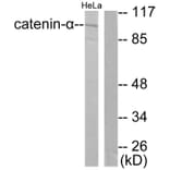 Western Blot - Anti-Catenin-alpha1 Antibody (C0137) - Antibodies.com