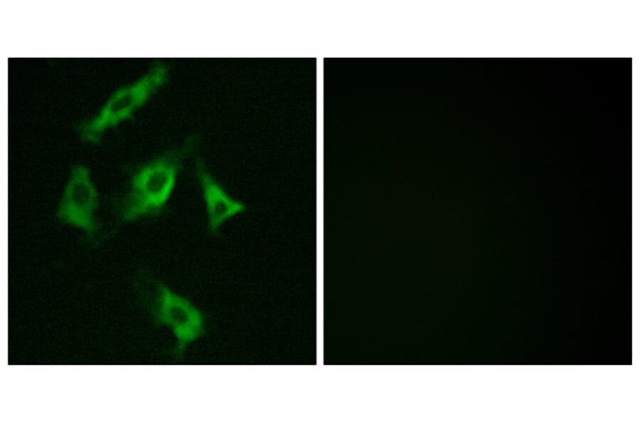Immunofluorescence - Anti-Stathmin 1 Antibody (B7230) - Antibodies.com