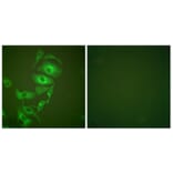 Immunofluorescence - Anti-Keratin 17 Antibody (C0242) - Antibodies.com