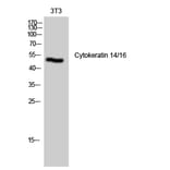 Western Blot - Anti-Keratin 14 Antibody (C0239) - Antibodies.com