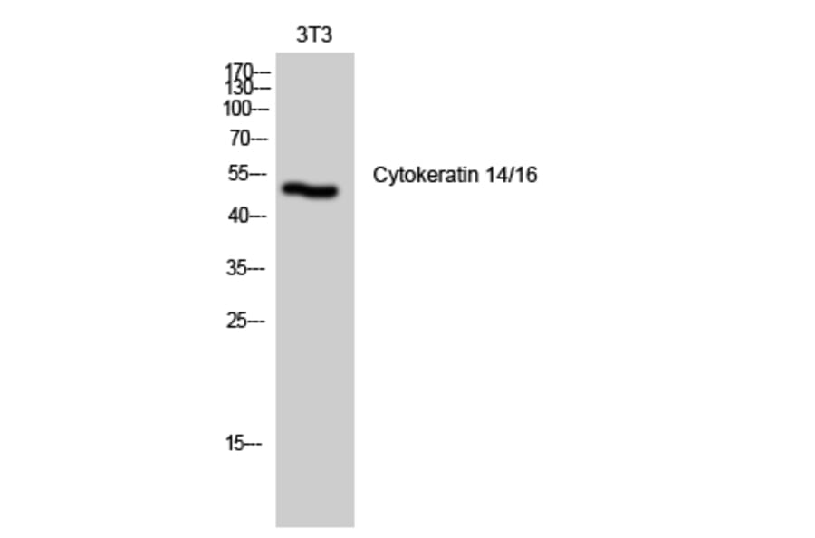 Western Blot - Anti-Keratin 14 Antibody (C0239) - Antibodies.com