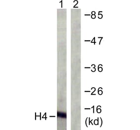 Western Blot - Anti-Histone H4 Antibody (D0033) - Antibodies.com