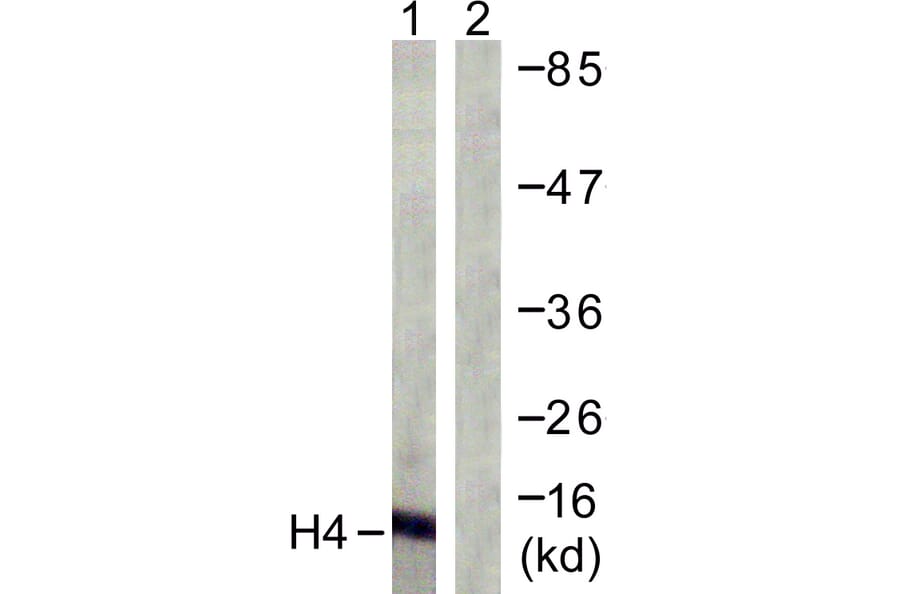 Western Blot - Anti-Histone H4 Antibody (D0033) - Antibodies.com