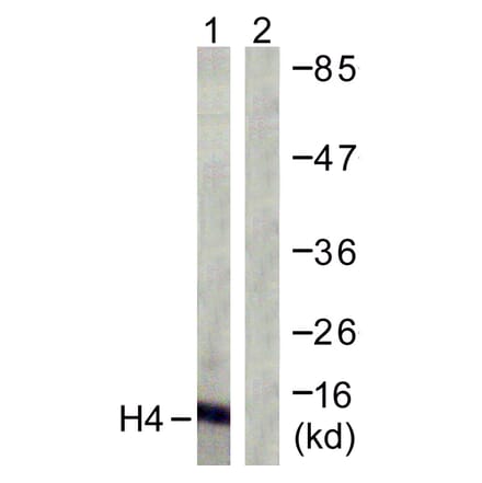 Western Blot - Anti-Histone H4 Antibody (D0033) - Antibodies.com