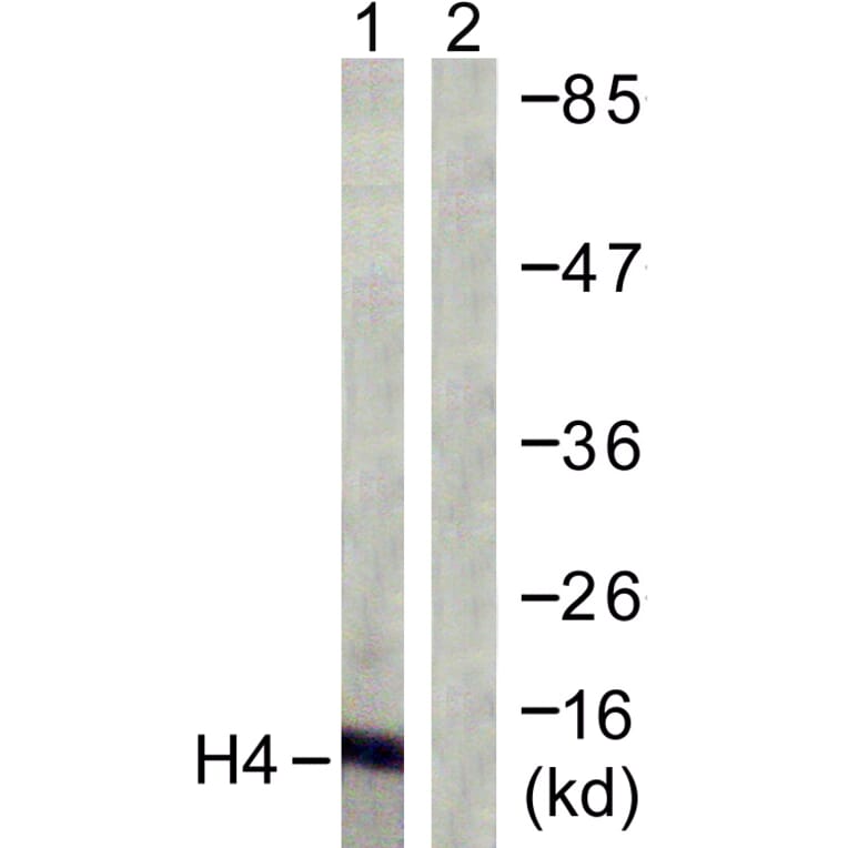 Western Blot - Anti-Histone H4 Antibody (D0033) - Antibodies.com