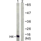 Western Blot - Anti-Histone H4 Antibody (D0033) - Antibodies.com