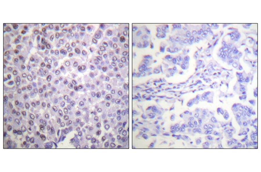 Immunohistochemistry - Anti-Histone H4 Antibody (D0033) - Antibodies.com